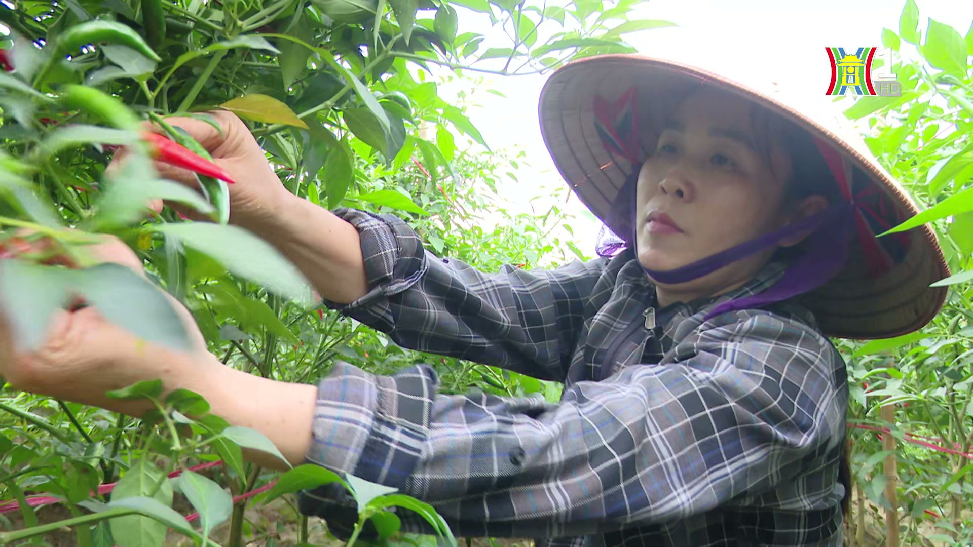 Tinh hoa ẩm thực ngõ phố cổ Hà Nội